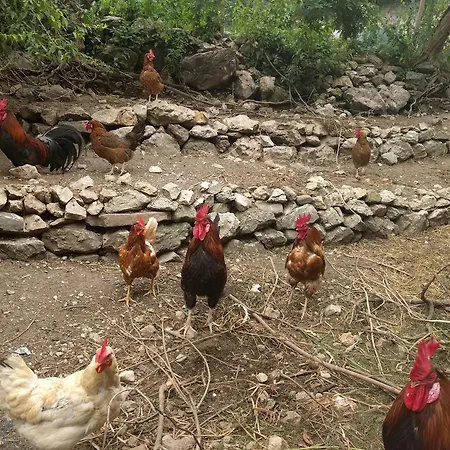Turisticna Kmetija Pri Andreju بوينج