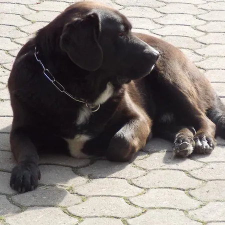 Apartamento Turisticna Kmetija Pri Andreju