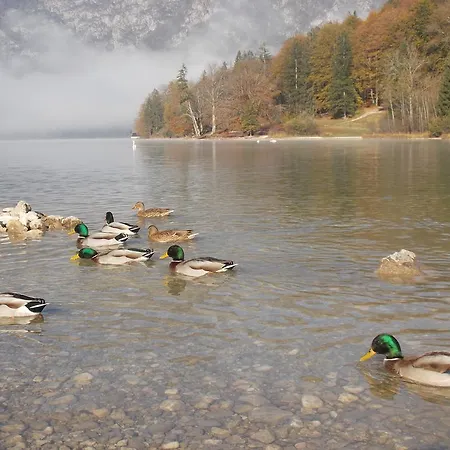 Lägenhet Turisticna Kmetija Pri Andreju Bohinj