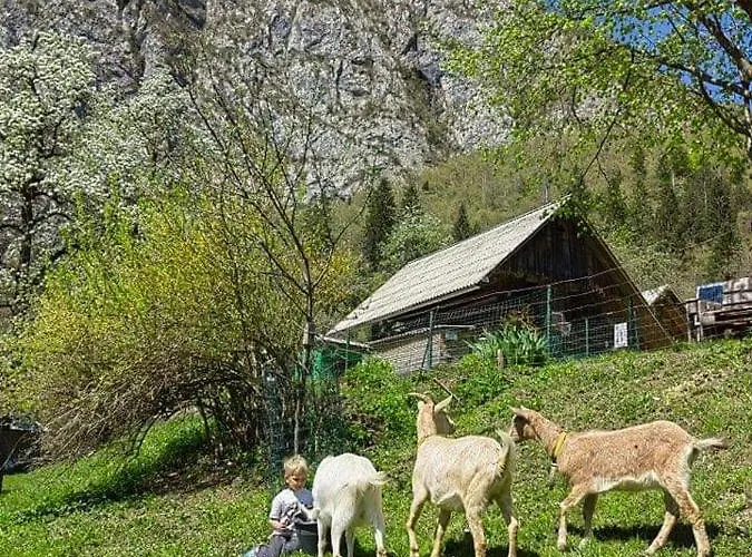 Turisticna Kmetija Pri Andreju Daire *