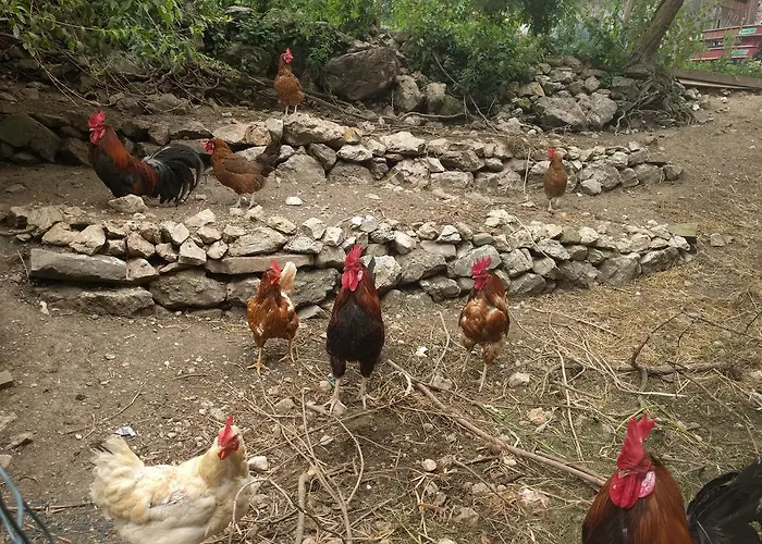 Turisticna Kmetija Pri Andreju Bohinj