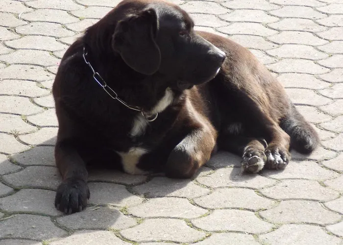 Daire Turisticna Kmetija Pri Andreju